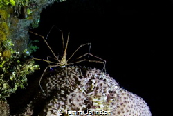 Arrow crab found on a night dive in Roatan Honduras shot ... by Tammi Johnston 